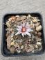 Preview: Turbinicarpus sanchez mejoradae